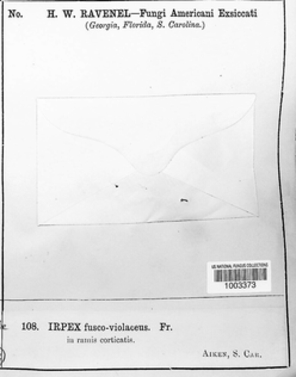 Trichaptum fuscoviolaceum image